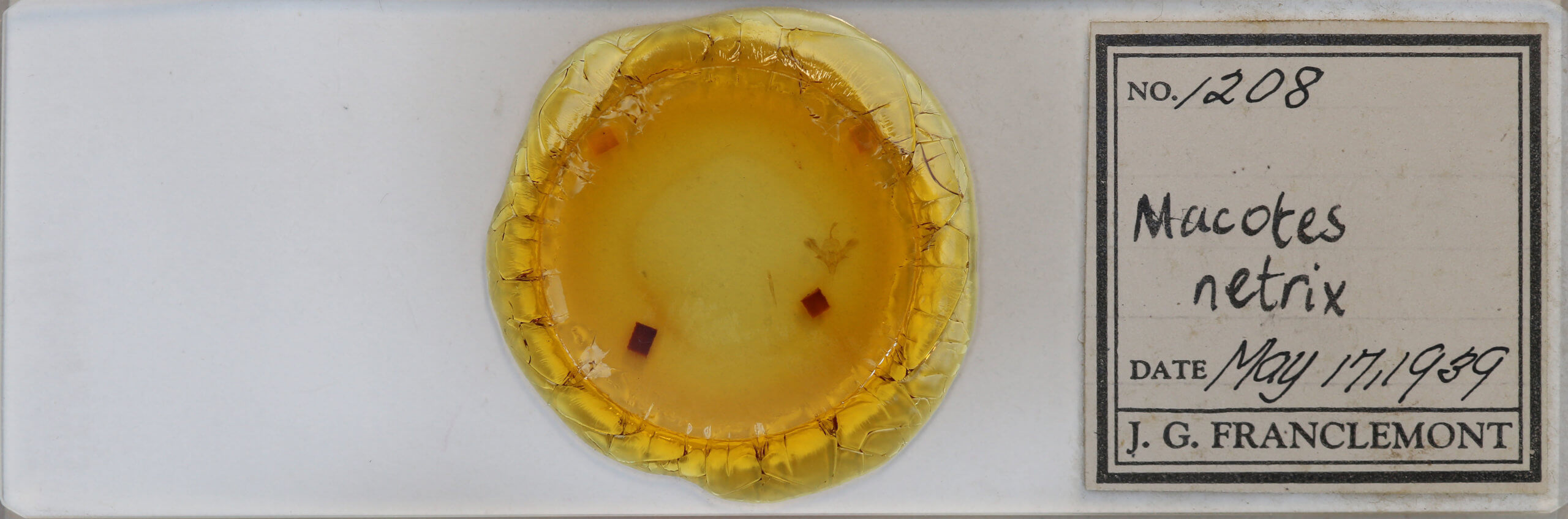 slide view of adult Macrotes netrix