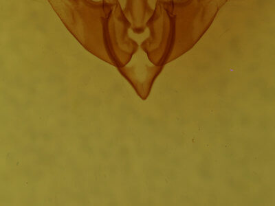 genitalia view of adult Mammifrontia