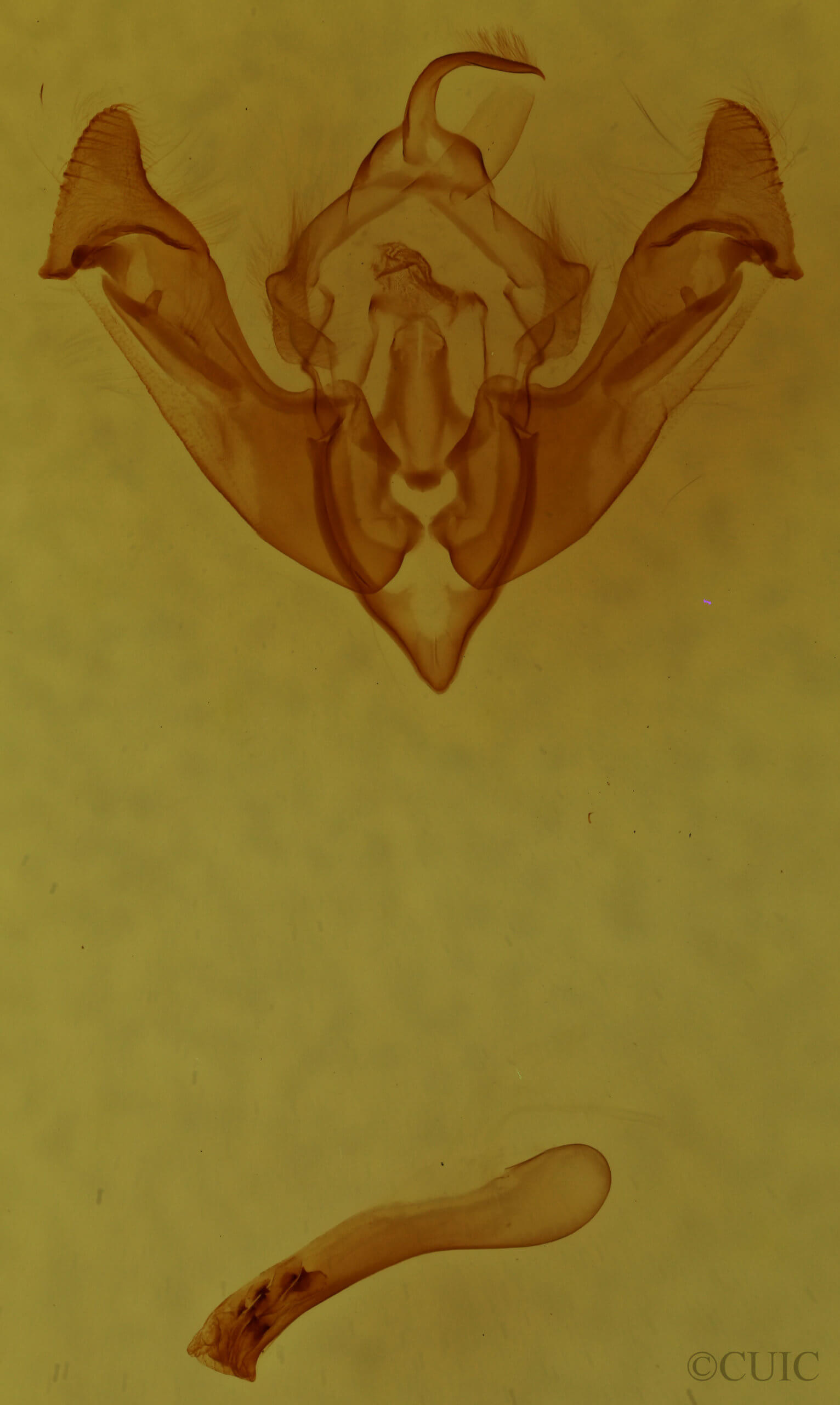 genitalia view of adult Mammifrontia