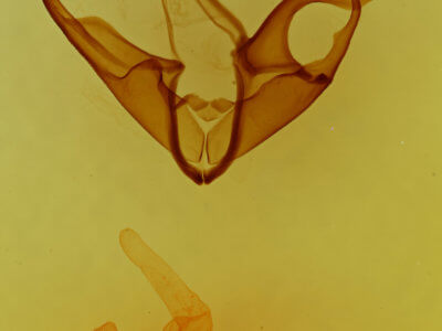 genitalia view of adult Matigramma emmilta