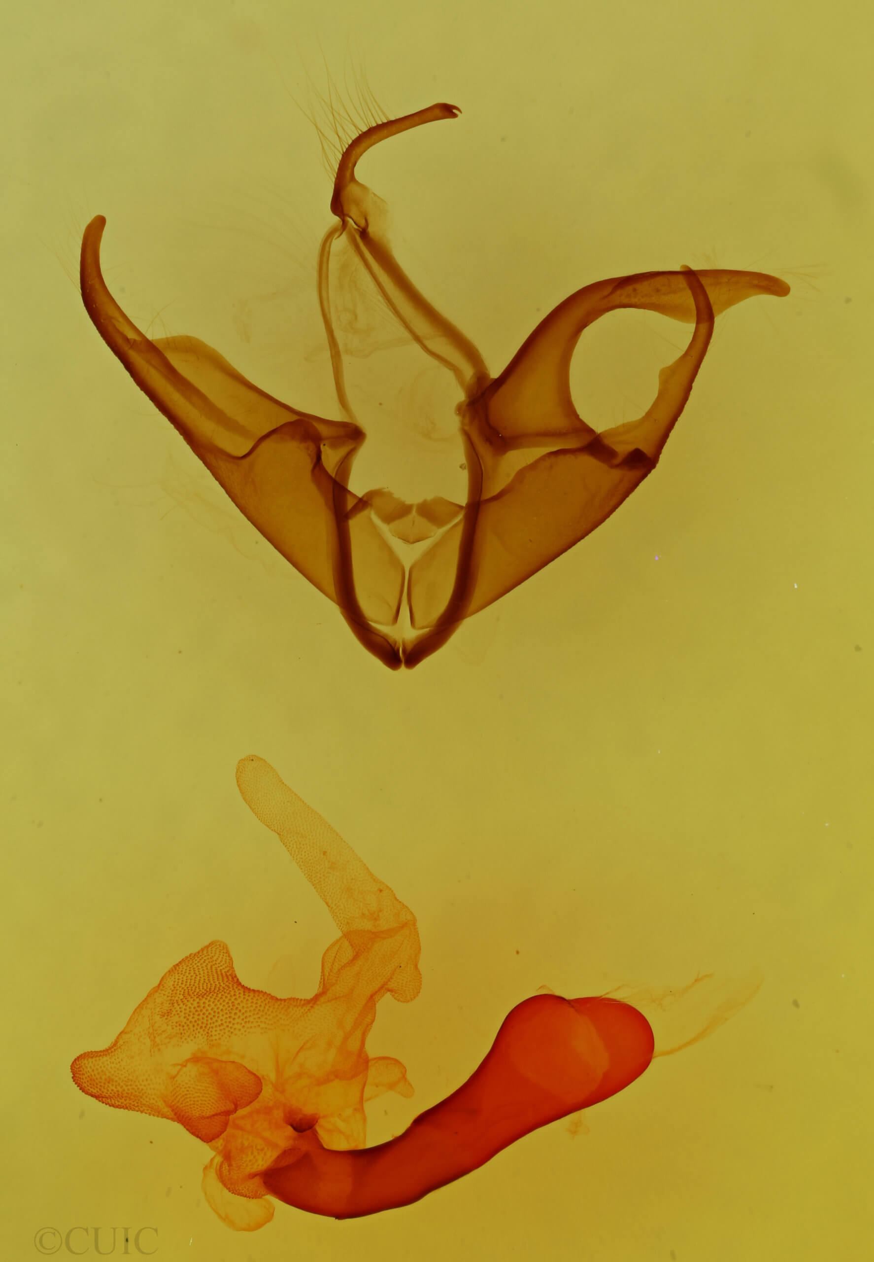 genitalia view of adult Matigramma emmilta