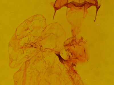 genitalia view of adult Mimobarathra antonito