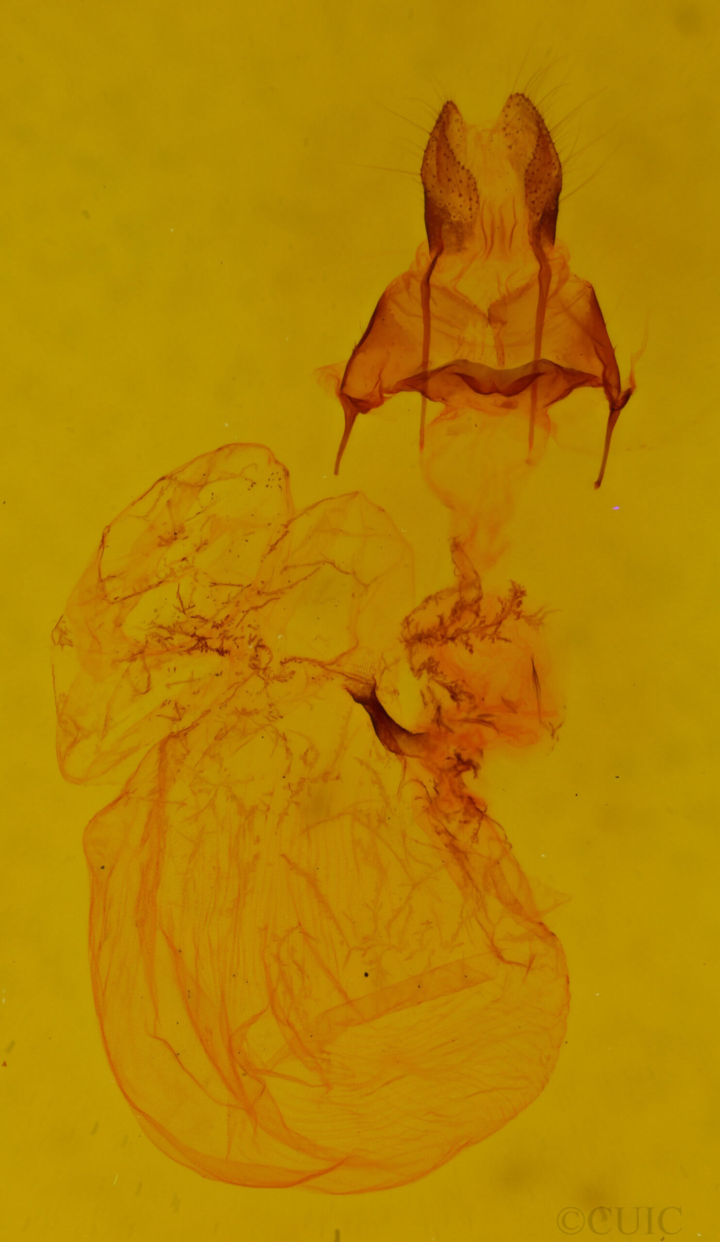 genitalia view of adult Mimobarathra antonito