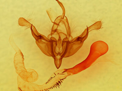 genitalia view of adult Anhypotrix tristis