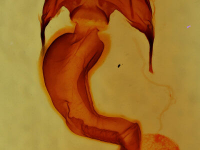 genitalia view of adult Anhypotrix tristis