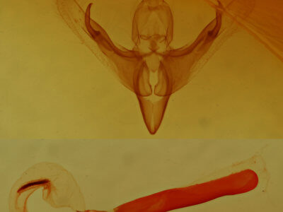 genitalia view of adult Neleucania patricia