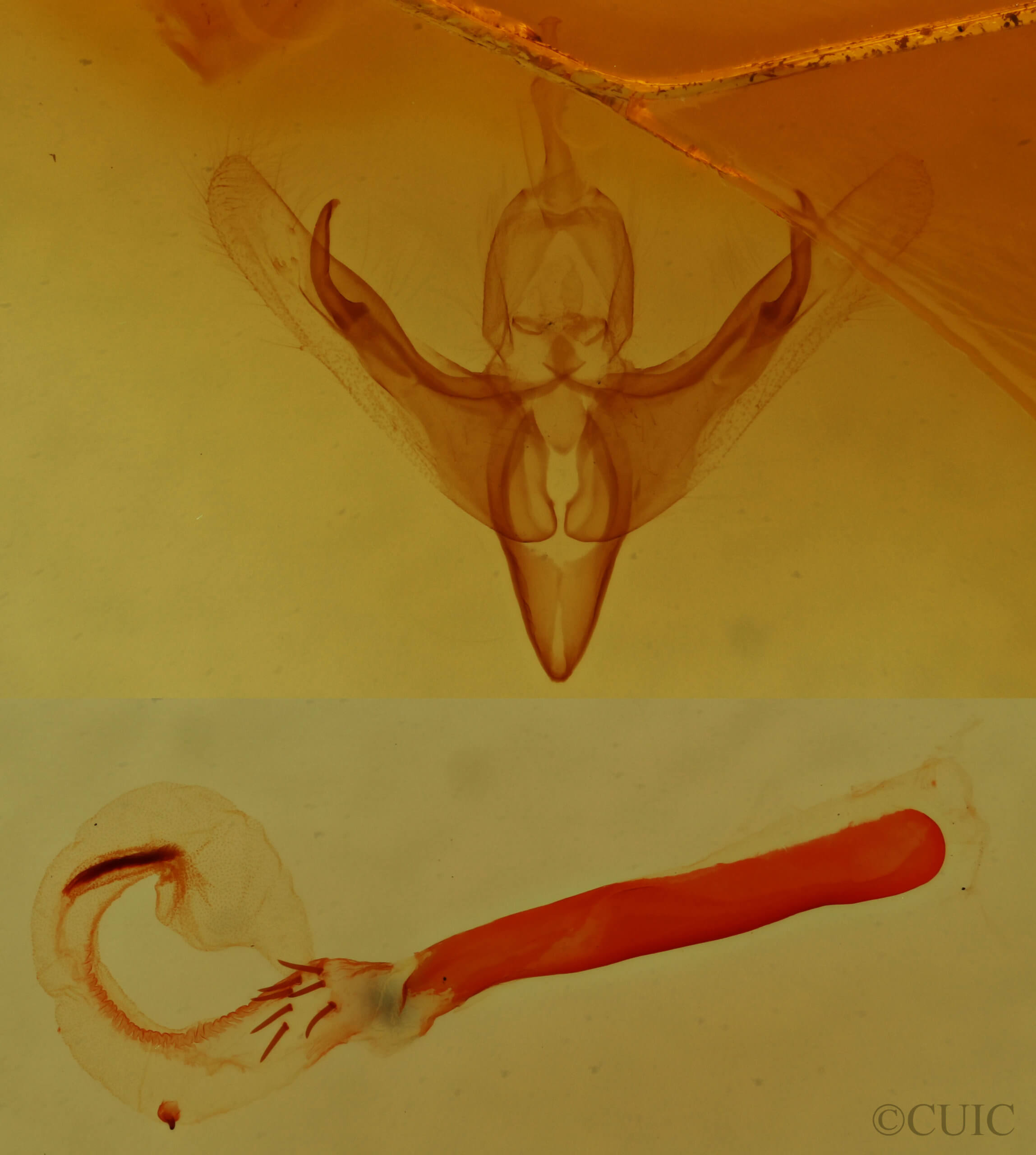 genitalia view of adult Neleucania patricia