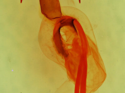genitalia view of adult Neleucania patricia