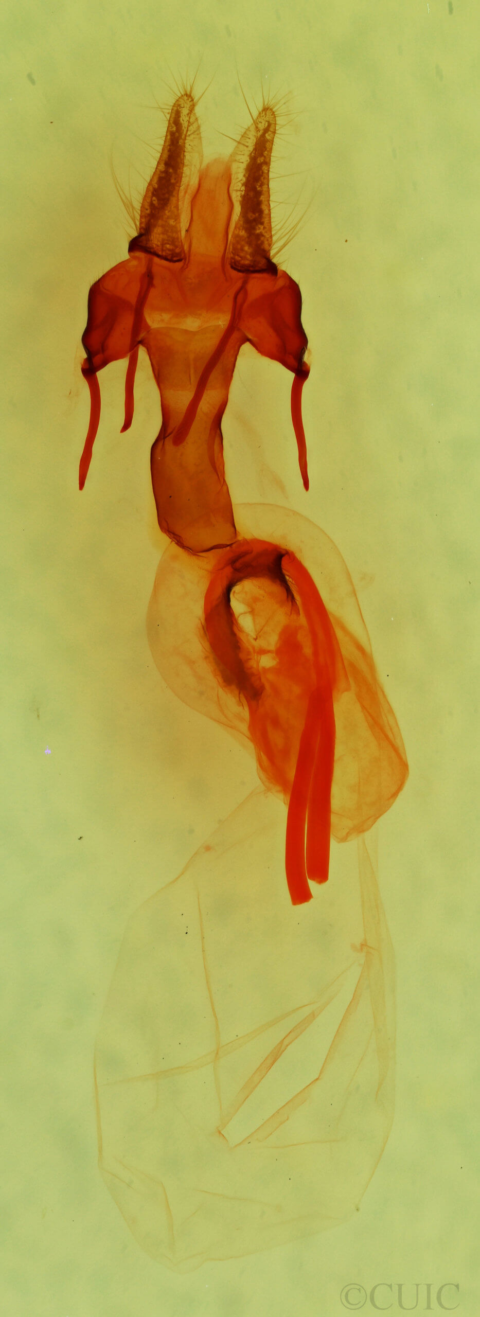 genitalia view of adult Neleucania patricia