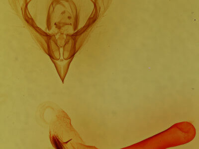 genitalia view of adult Neleucania praegracilis