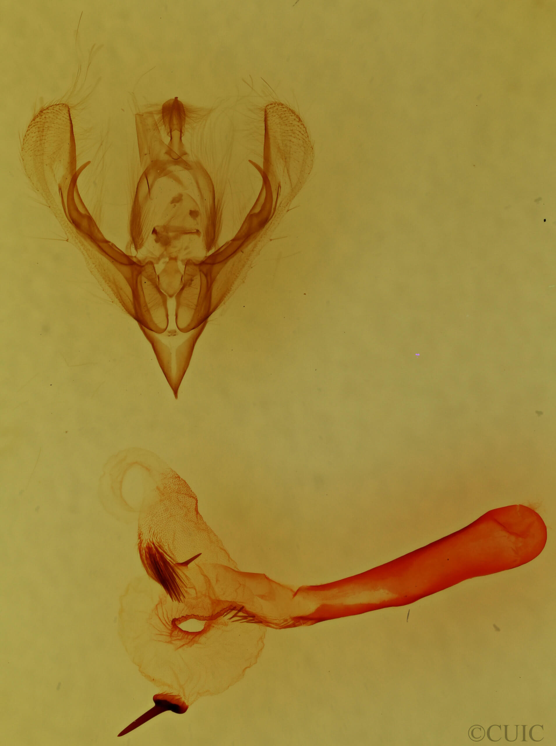 genitalia view of adult Neleucania praegracilis