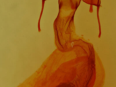 genitalia view of adult Neleucania praegracilis