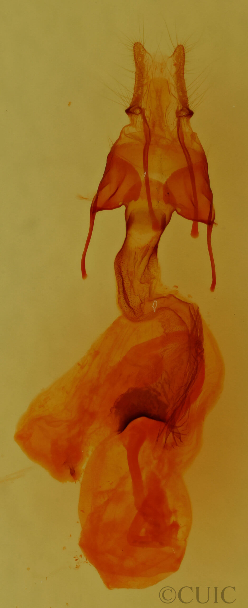 genitalia view of adult Neleucania praegracilis