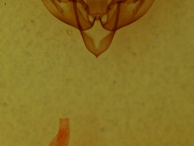 genitalia view of adult Nephelodes demaculata