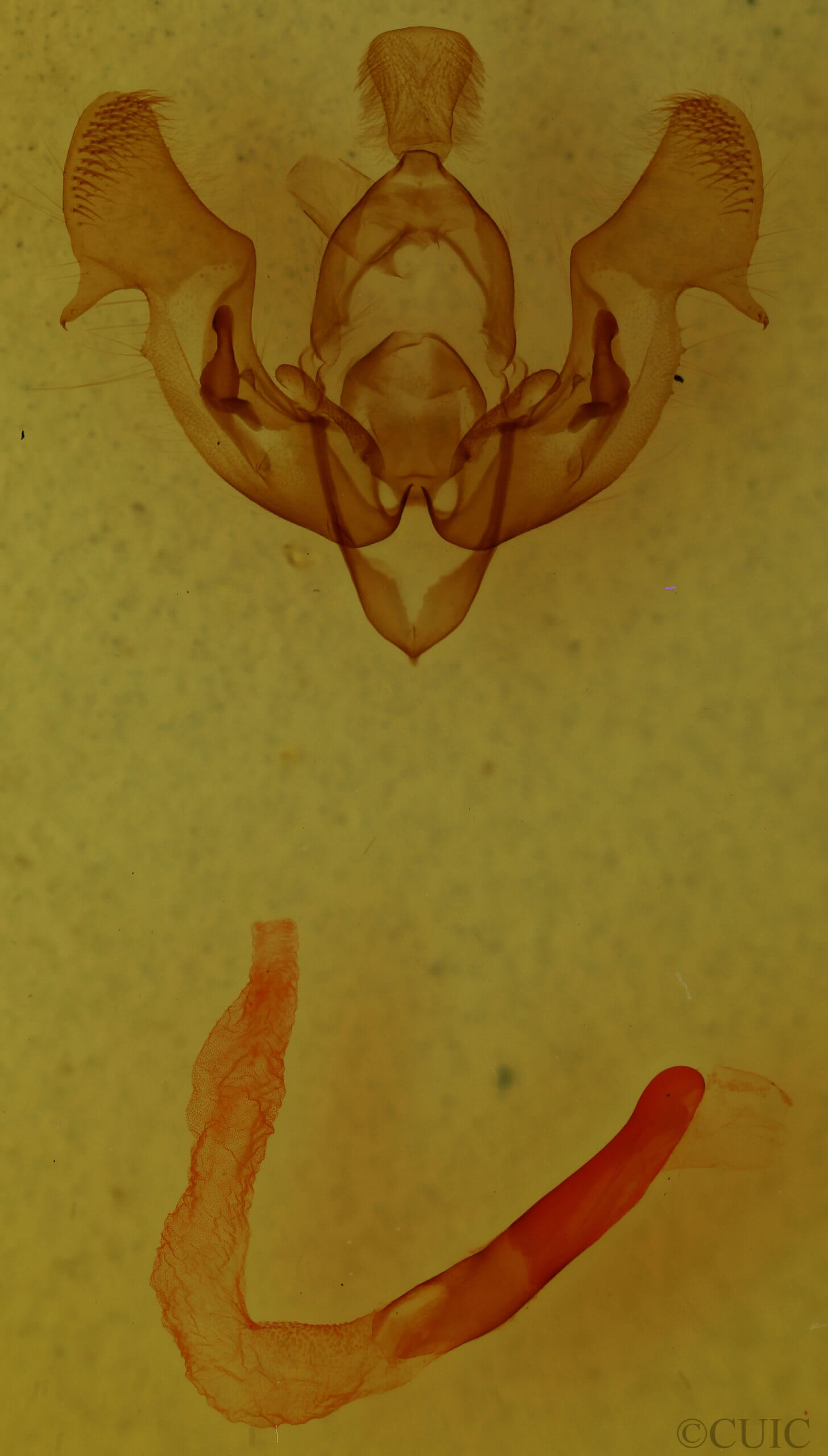 genitalia view of adult Nephelodes demaculata