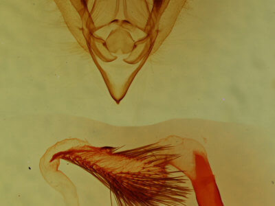 genitalia view of adult Nocloa alcandra