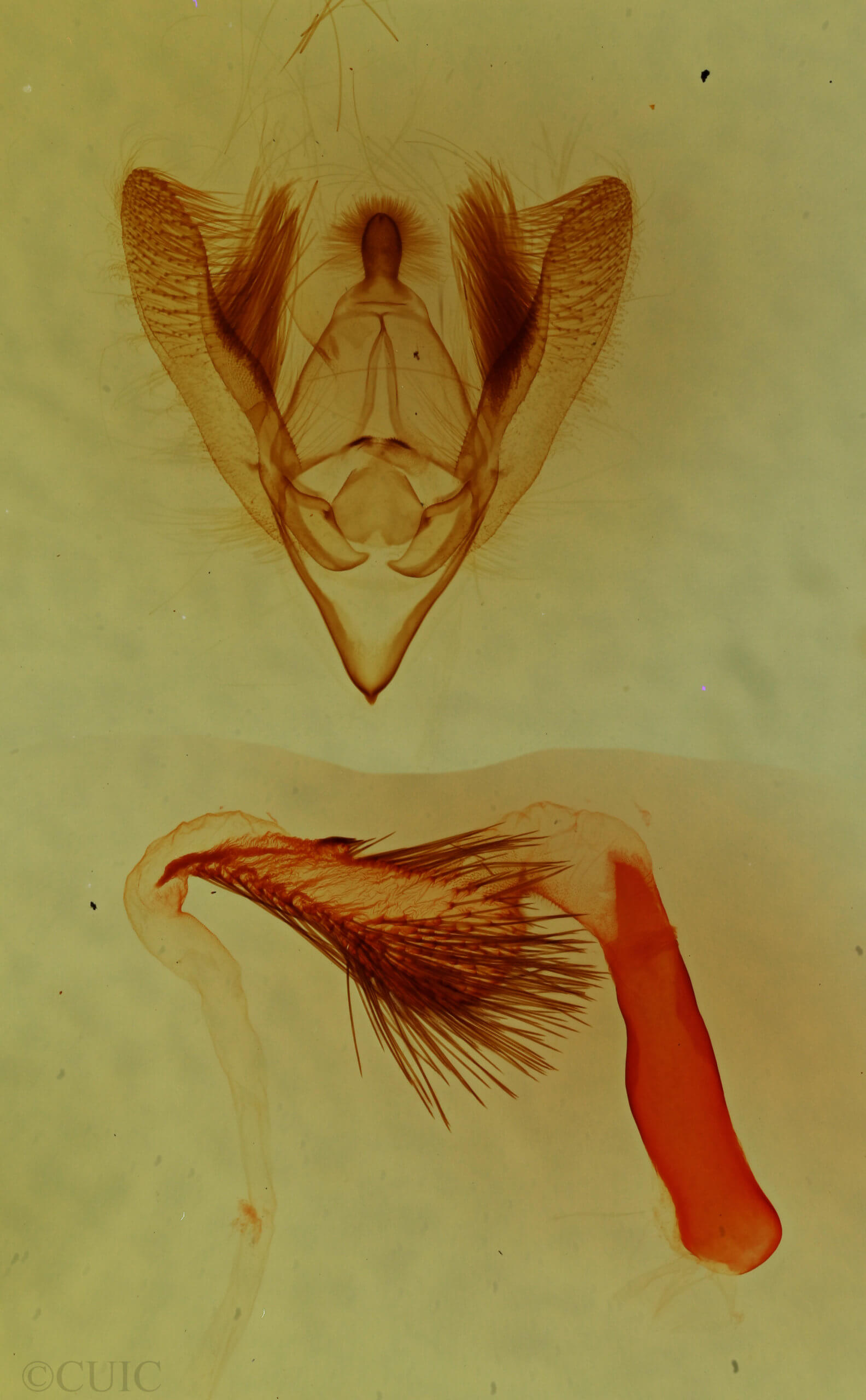 genitalia view of adult Nocloa alcandra
