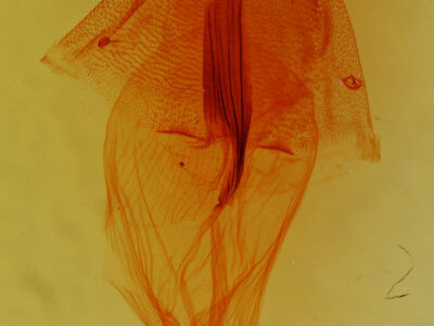 genitalia view of adult Nocloa alcandra