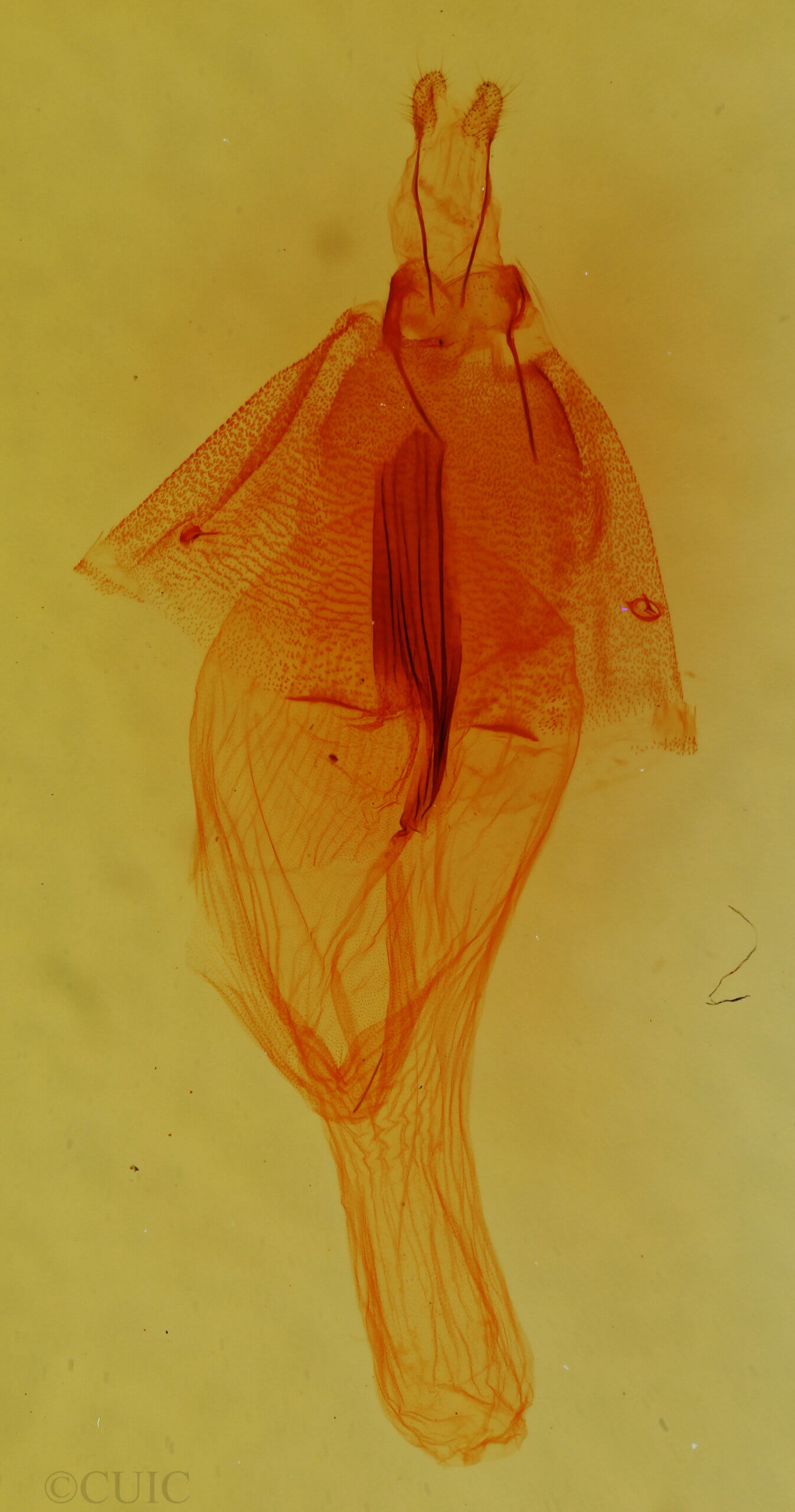 genitalia view of adult Nocloa alcandra