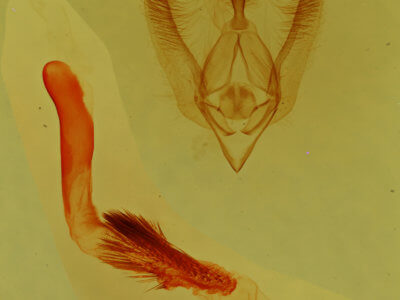 genitalia view of adult Nocloa aliaga