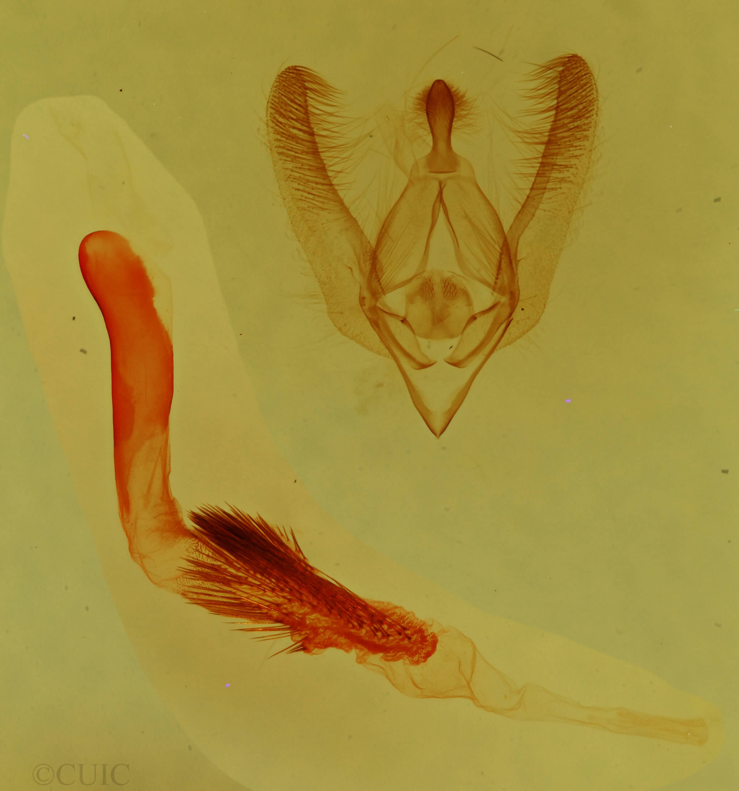 genitalia view of adult Nocloa aliaga