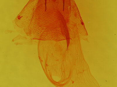 genitalia view of adult Nocloa aliaga