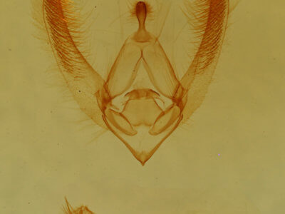 genitalia view of adult Nocloa cordova