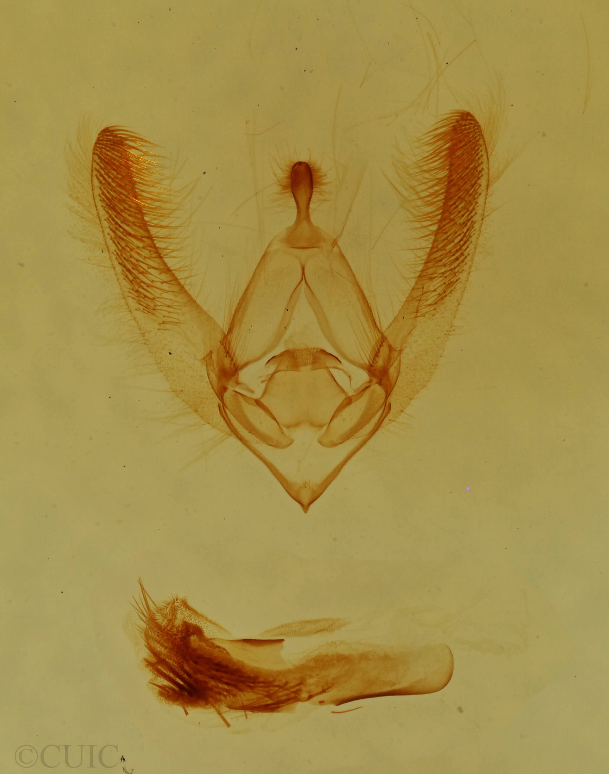 genitalia view of adult Nocloa cordova