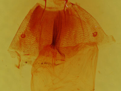 genitalia view of adult Nocloa cordova