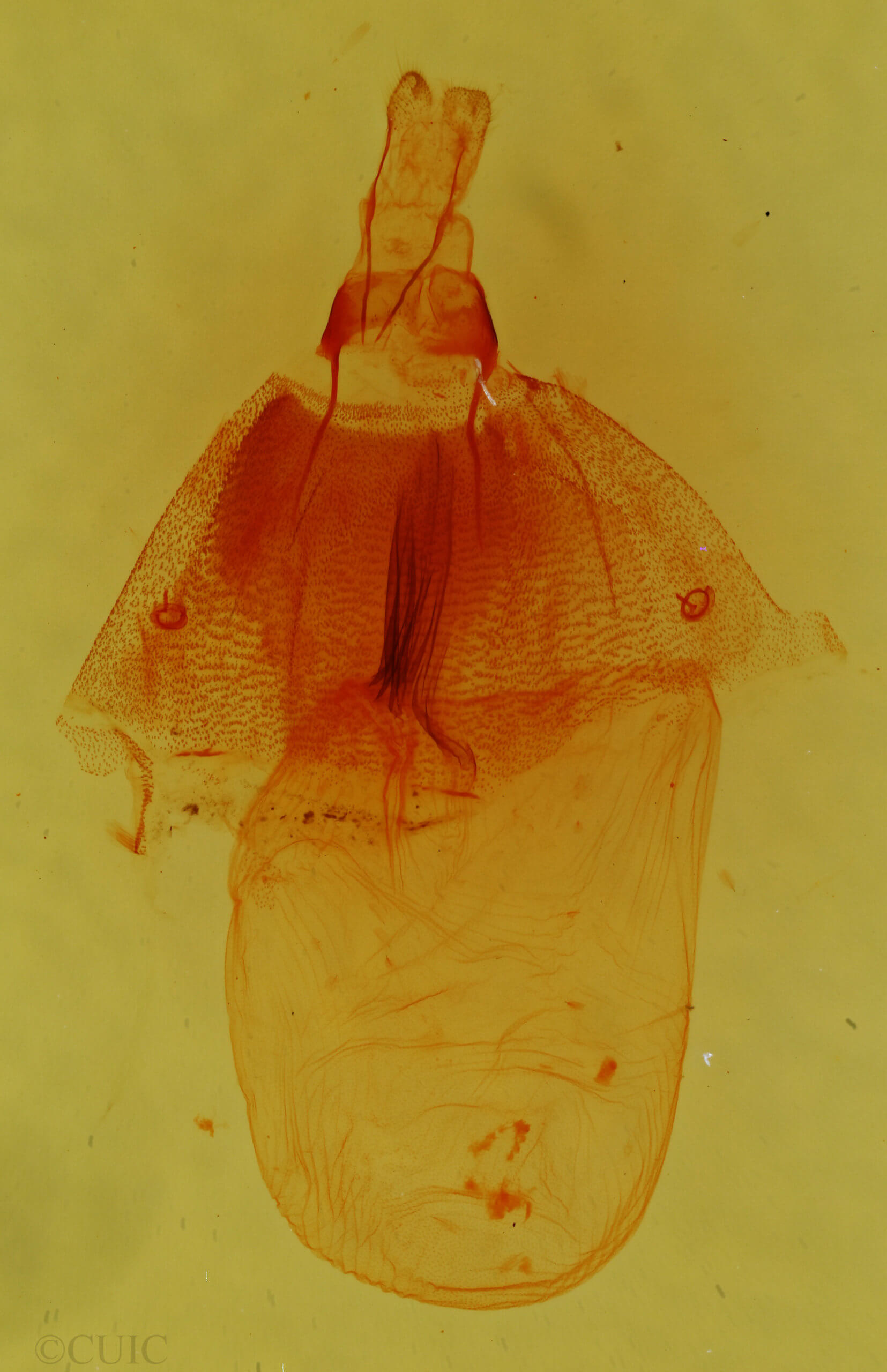 genitalia view of adult Nocloa cordova