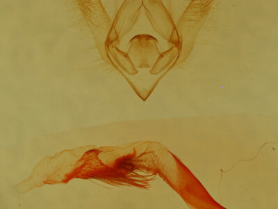 genitalia view of adult Nocloa cordova