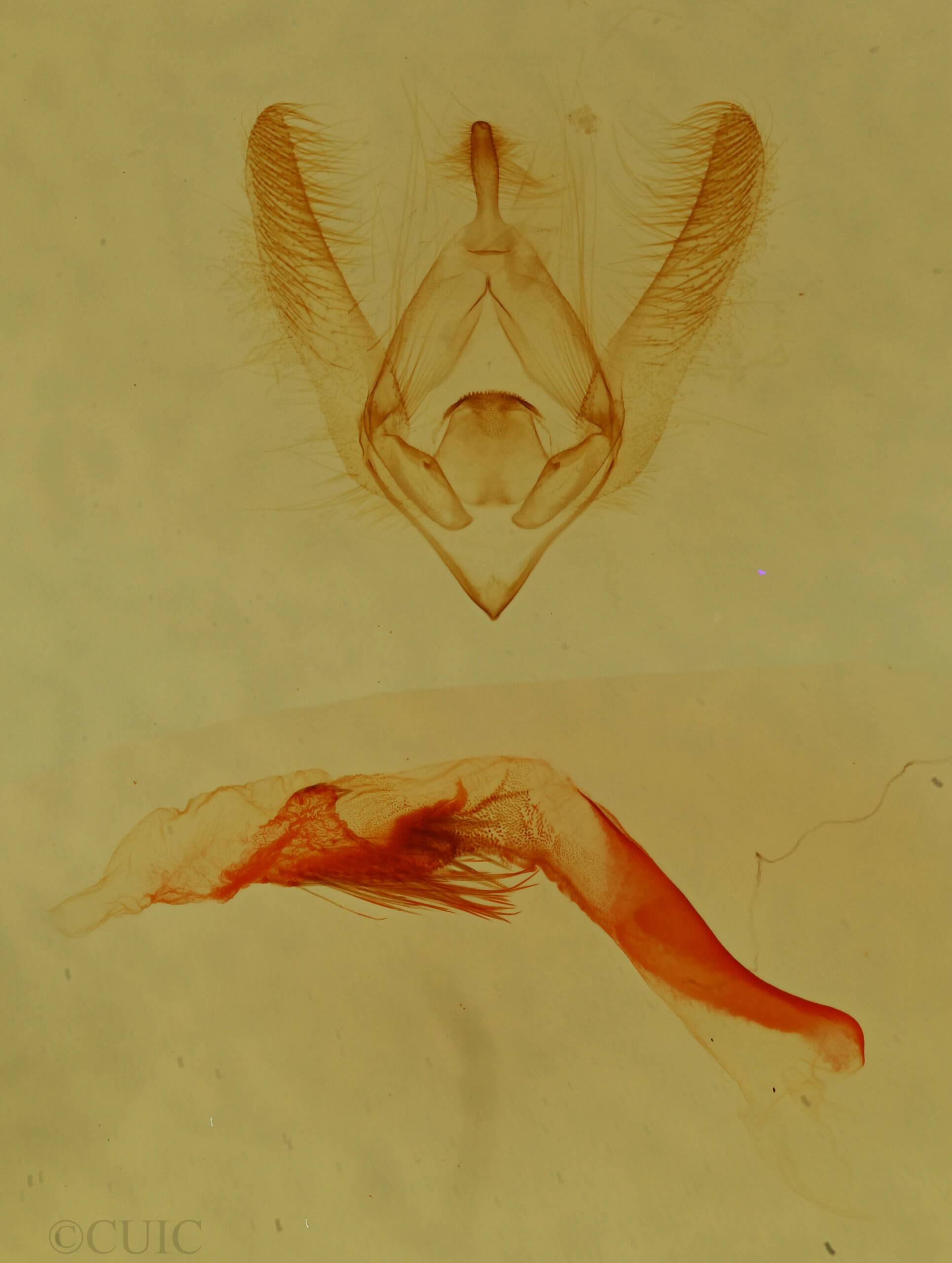 genitalia view of adult Nocloa cordova
