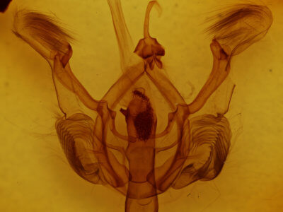 genitalia view of adult Nystalea nyseus