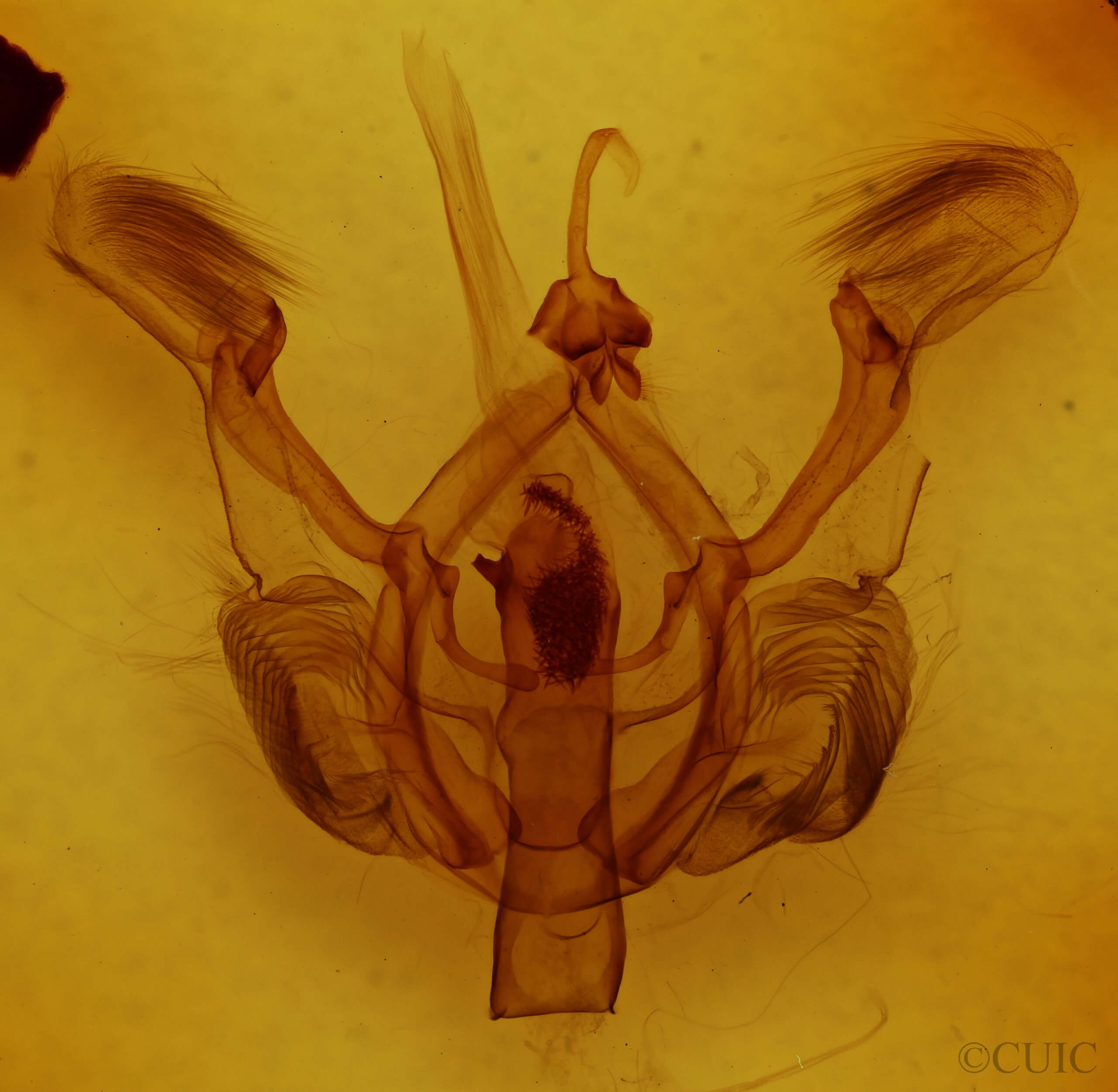 genitalia view of adult Nystalea nyseus