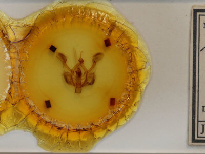 slide view of adult Nystalea nyseus