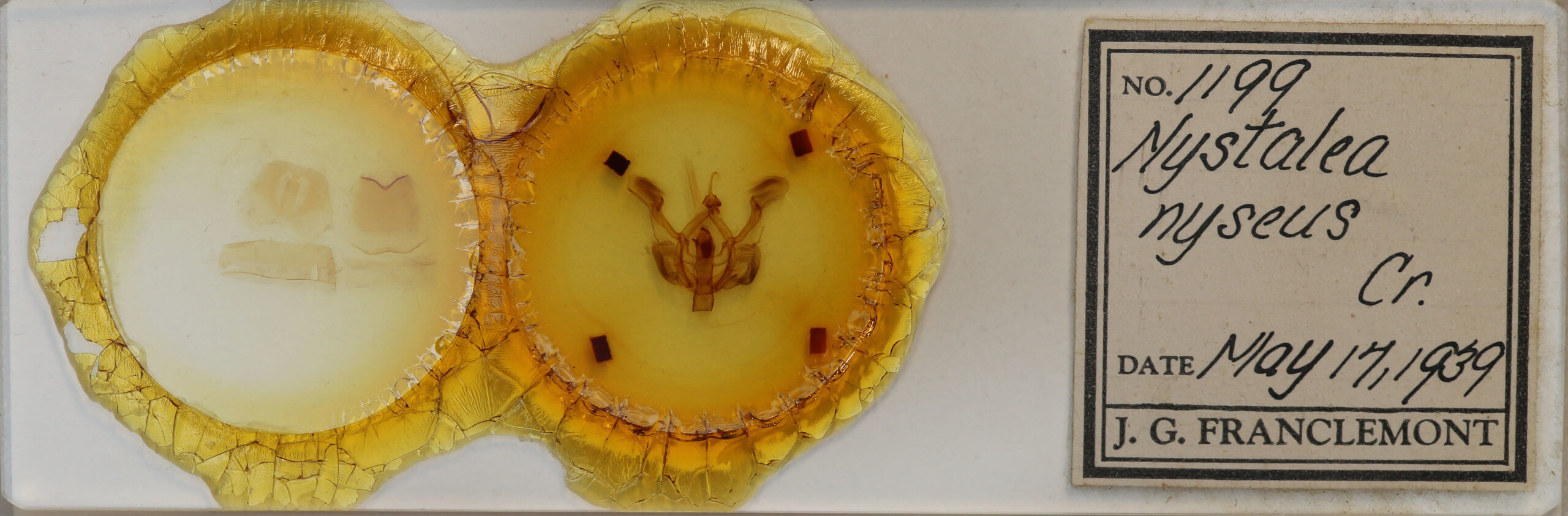 slide view of adult Nystalea nyseus