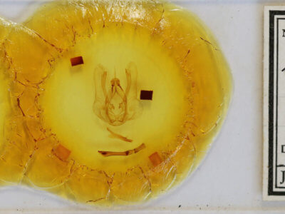 slide view of adult Nystalea virgula