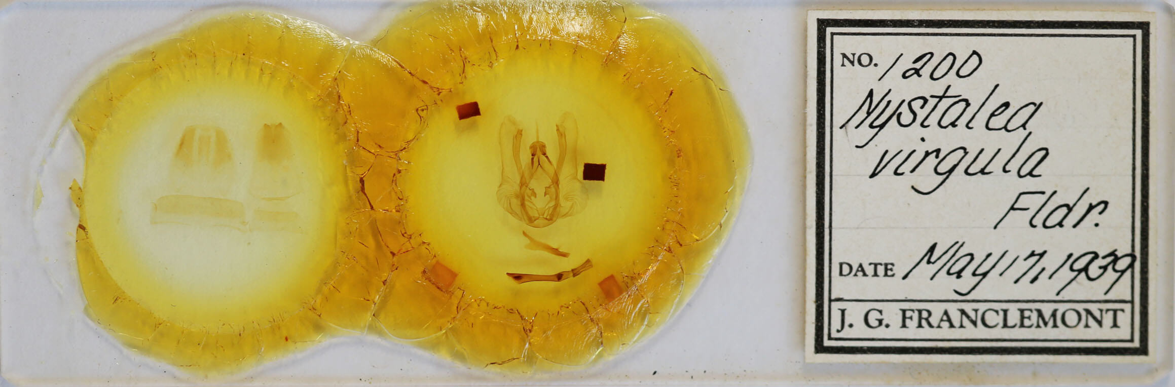 slide view of adult Nystalea virgula