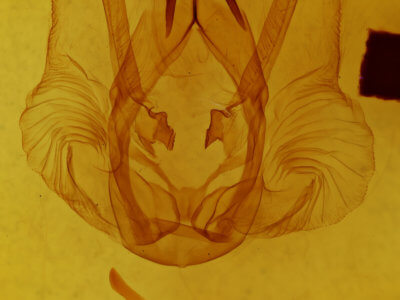 genitalia view of adult Nystalea virgula