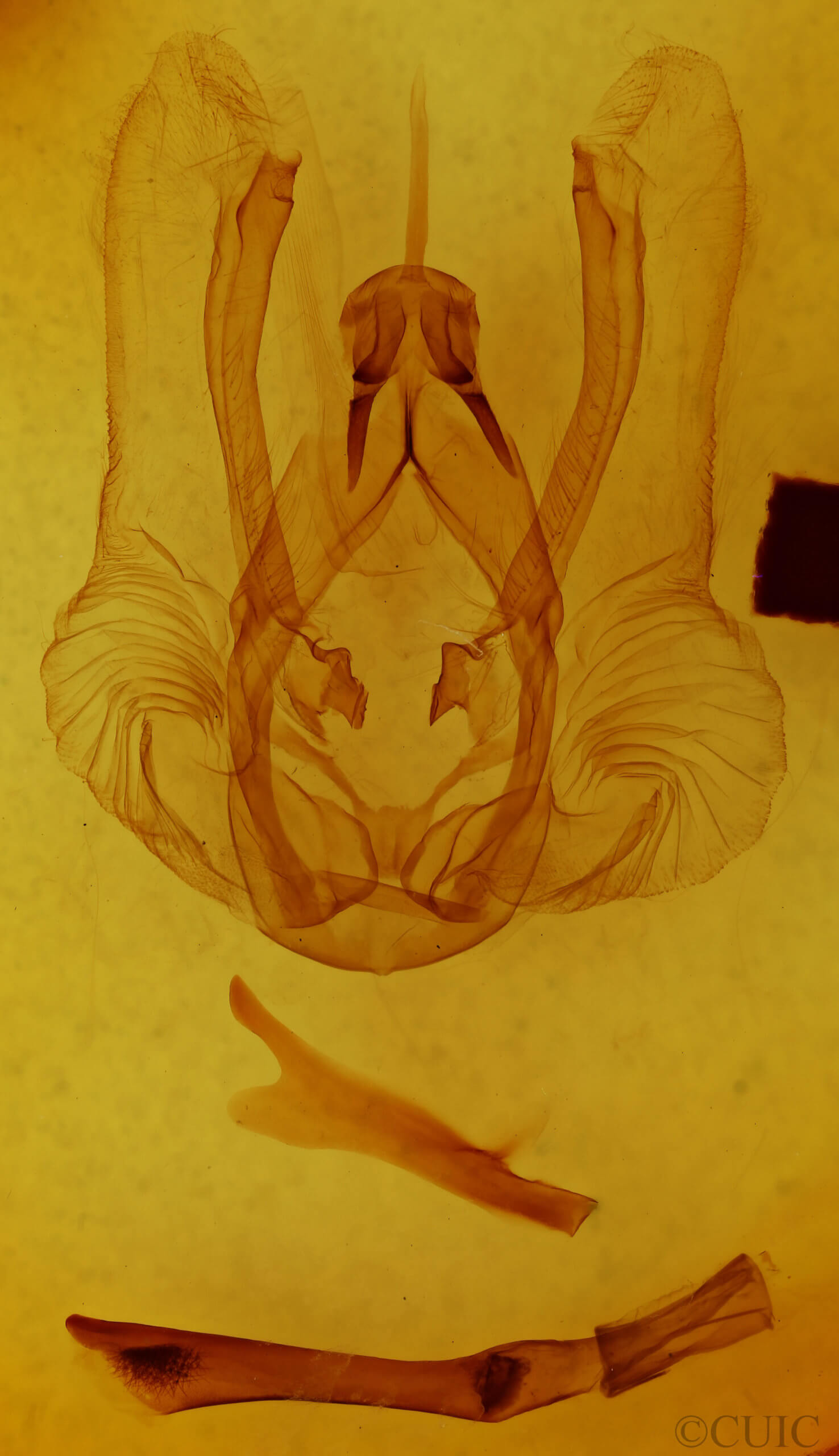 genitalia view of adult Nystalea virgula