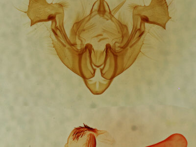 genitalia view of adult Neoligia exhausta