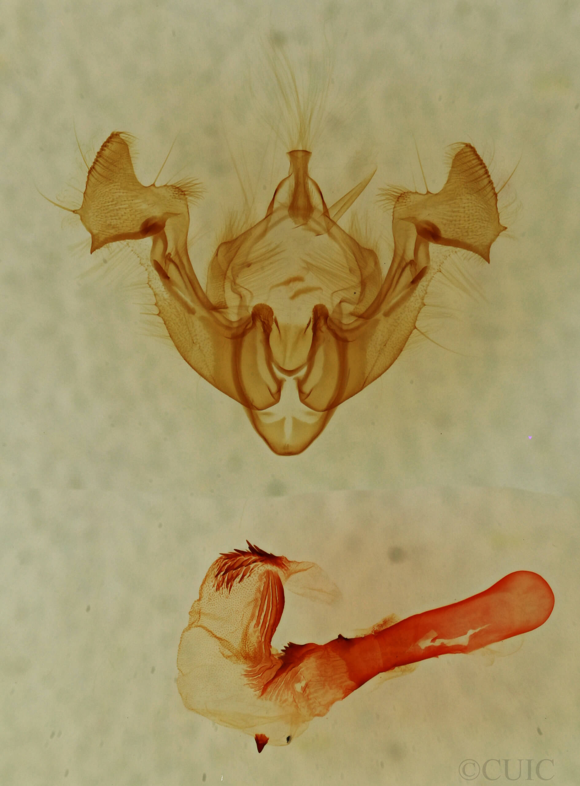 genitalia view of adult Neoligia exhausta