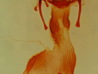 genitalia view of adult Neoligia exhausta