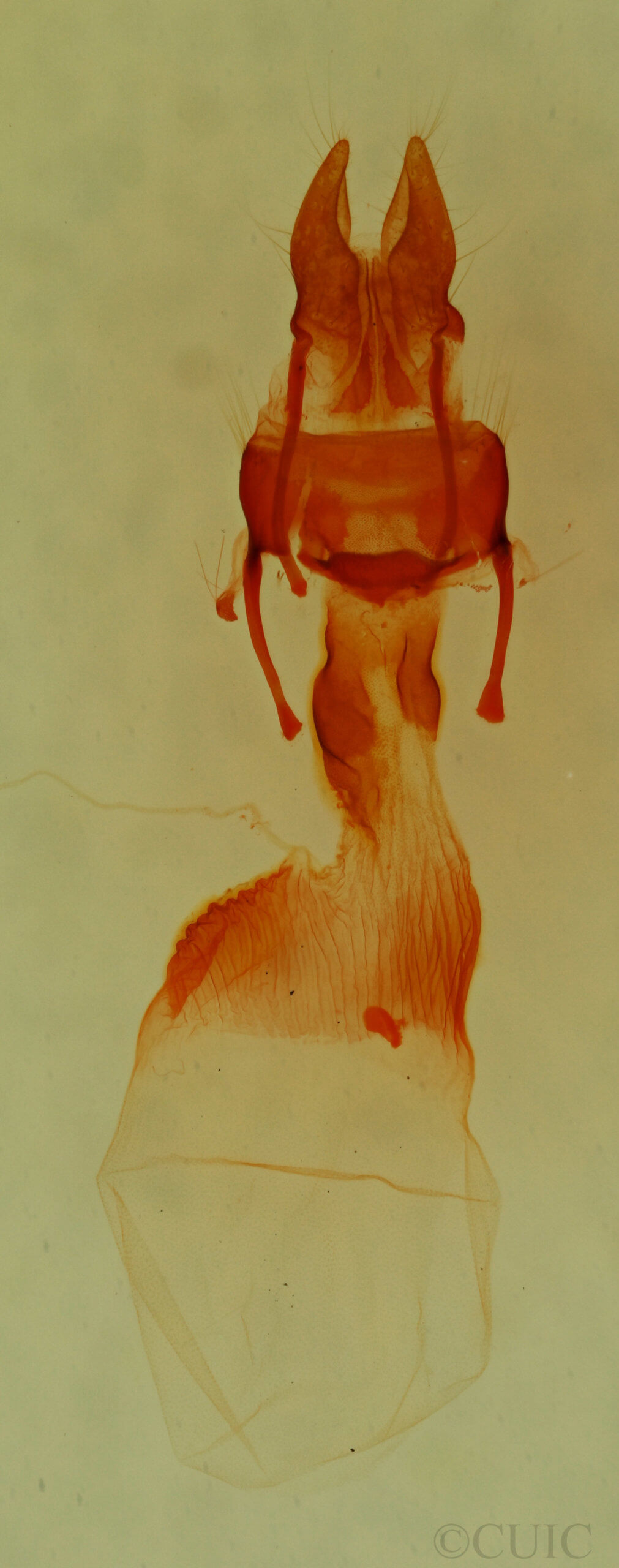 genitalia view of adult Neoligia exhausta
