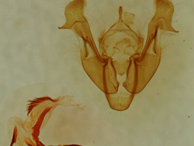 genitalia view of adult Neoligia tonsa