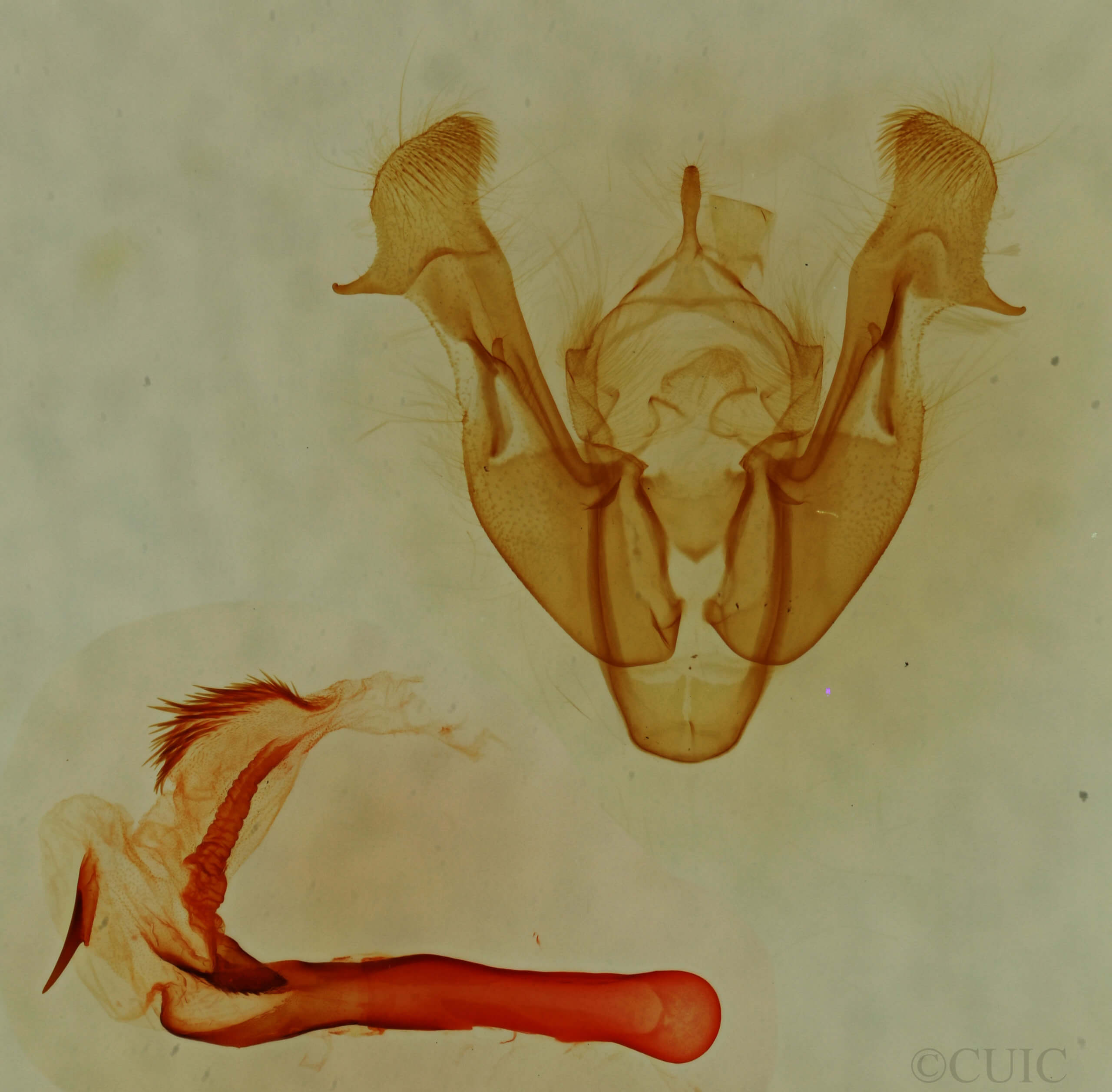 genitalia view of adult Neoligia tonsa