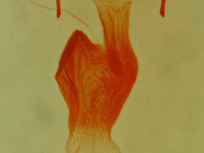 genitalia view of adult Neoligia tonsa