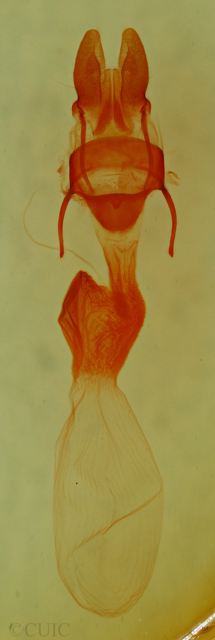 genitalia view of adult Neoligia tonsa