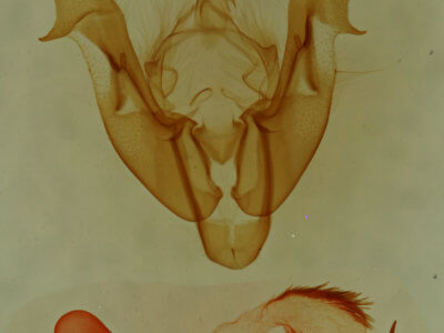 genitalia view of adult Neoligia tonsa