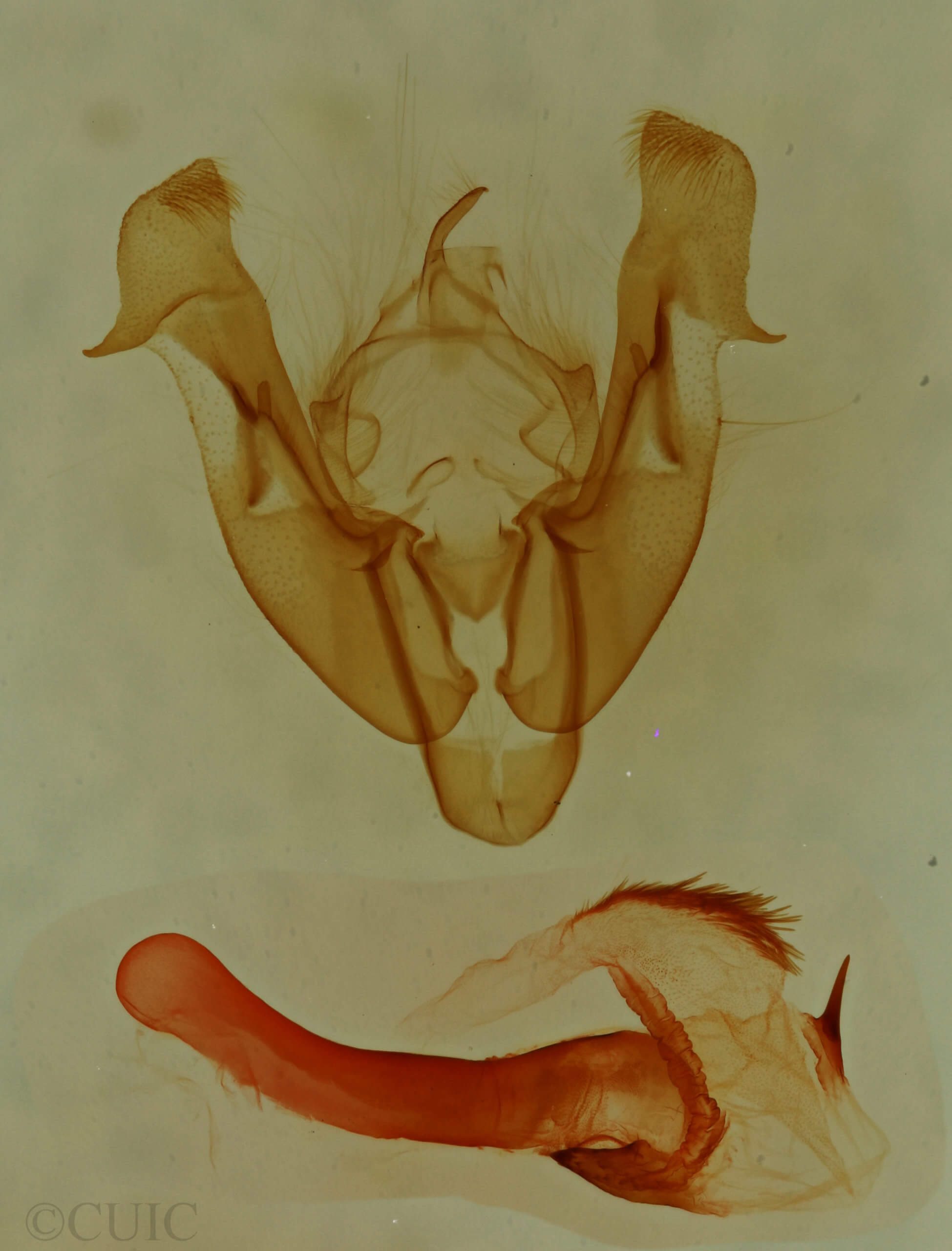 genitalia view of adult Neoligia tonsa